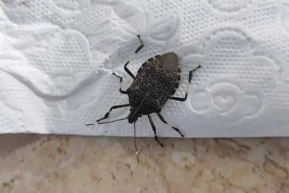 家里为什么会有臭虫？什么原因引起的