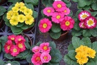 报春花种子什么时候播种 报春花什么时候播种好