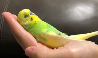 什么鹦鹉最好上手 什么鹦鹉好养