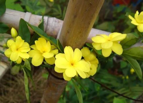 迎春花